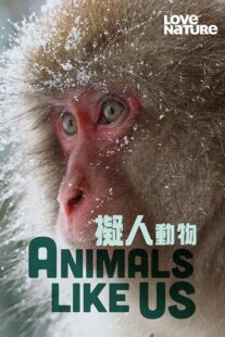 دانلود مستند Animals Like Us423066-1202966737
